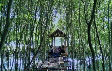 hutan mangrove kulonprogo - sumber twitter jogja24jam